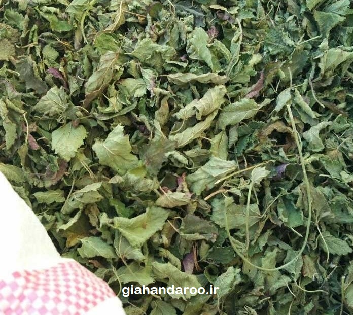 تصویر 2 از خرید عمده بادرنجبویه برگ خشک صادراتی با کیفیت ممتاز